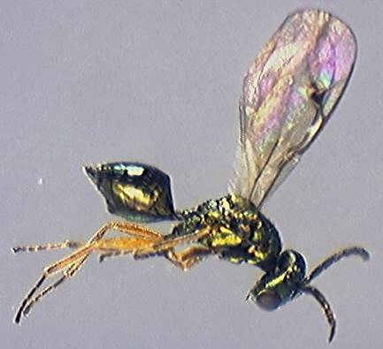 Pteromalidae 11